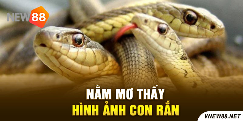 Nằm mơ thấy hình ảnh con rắn