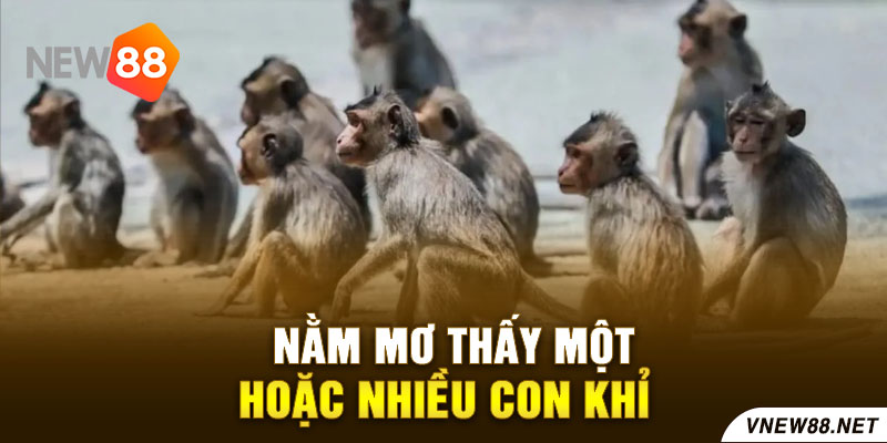 Nằm mơ thấy một hoặc nhiều con khỉ