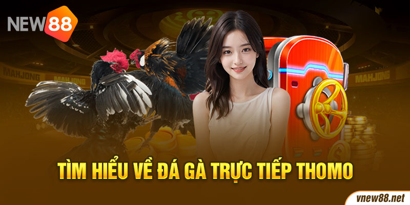 Tìm hiểu về đá gà trực tiếp Thomo